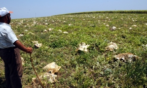 Tarladaki karpuzları gazeteye sararak koruyorlar