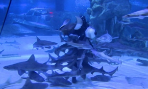 Antalya'daki dev akvaryum ziyaretçi akınına uğruyor