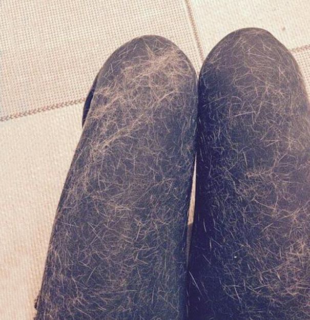 Evcil hayvan tüylerine son