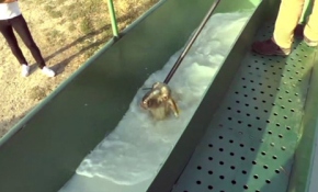 Artık koyunlar "özel banyo" ile dezenfekte edilecek