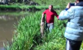 Amatör balıkçı dev yayın balığı yakaladı