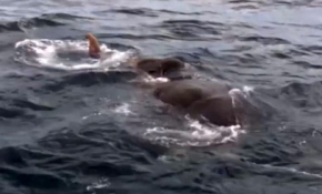 Nehir sularına kapılan fil kendini okyanusta buldu