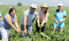 Akıllı Köy'de hasat zamanı