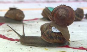 Dünyanın en yavaş şampiyonası