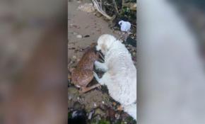 Kahraman köpek ceylanı sudan böyle kurtardı...