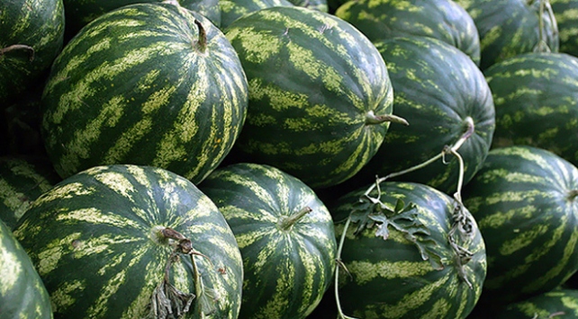 Yağış Diyarbakır karpuzunda rekolteyi artırdı