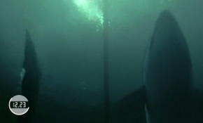 Ünlü yüzücü köpek balığıyla yarıştı