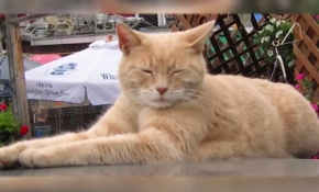 'Kedi' belediye başkanı öldü