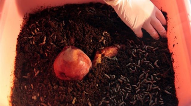 "Sinekten protein" çıkartıyor