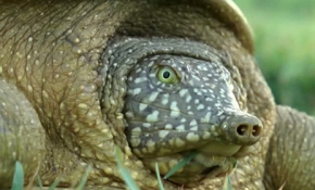 Fırat Kaplumbağalarına GPS takılacak