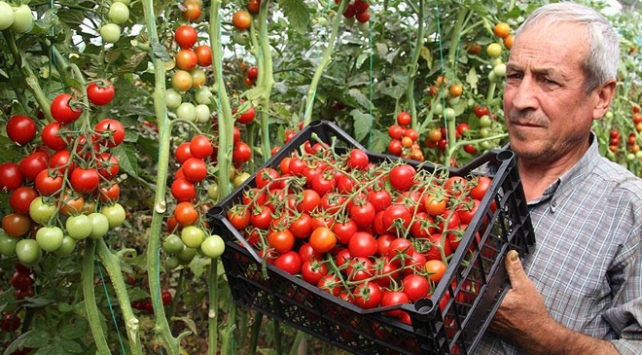 Çeri domates üreticisine kazandırıyor