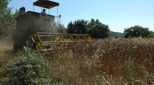 Bilecik'te karabuğday hasadı başladı