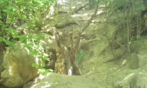 Çakal ailesinin günlük yaşamı görüntülendi