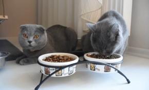 Kedi hamile olan eşine gözü gibi bakıyor