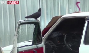 Otomobili güvercin kafesine çevirdi