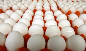 Hollanda'da yumurta krizi