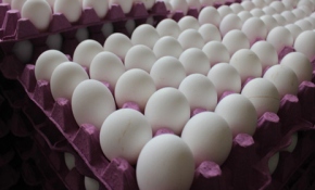 Avrupa'da yumurta skandalı büyüyor