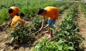 Çocuklar için tarım kampı