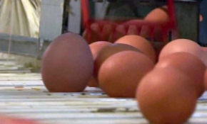 Avrupa'daki zehirli yumurta skandalı büyüyor