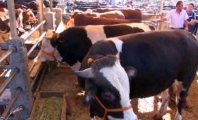 Kurbanlık fiyatları ne kadar? Alırken nelere dikkat etmeliyiz?