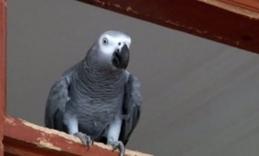 Bu papağan söylediği kelimelerle herkesi şaşırtıyor