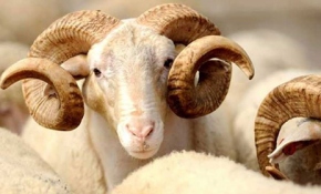 Diyanet'ten kurbanla ilgili sık sorulan sorulara cevap