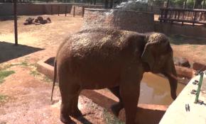 Sıcaktan bunalan filler çamurlu suyla serinledi