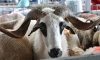 Ankara'da kurbanlık satışları