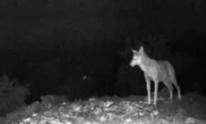 Ankara'da doğa fotoğrafçılığı