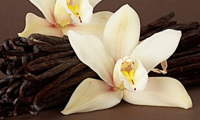 Vanilya için tehlike çanları çalıyor