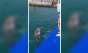 Horon tepen ''yunus balığı'' görenleri kendine hayran bıraktı