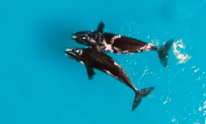 Kıyıya vuran balina kurtarıldı