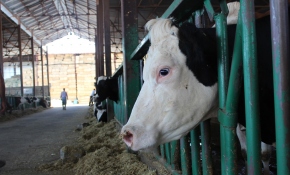 Kurbanlık kampanyası