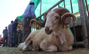 Kurban eti nasıl saklanmalı?