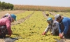 Manisa Ovası'nda üzüm kurutma zamanı