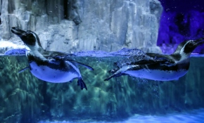 Bu akvaryumda 200 türden 20 binin üzerinde deniz canlısı var