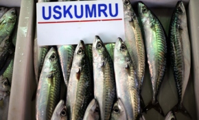 Uskumru yıllar sonra yeniden tezgahlarda