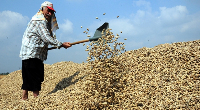 Osmaniye'de yer fıstığı hasadı başladı