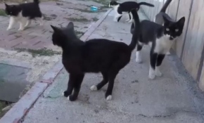 Hayatını kedilere adadı