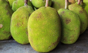 Dünyanın en büyük meyvesi Türkiye'de