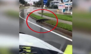 Florida sokaklarını timsahlar bastı