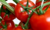 Rus heyet domates ihracatını görüşmeye geliyor