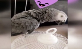 Papağan Yakup hırsızlık çetesini çökertti