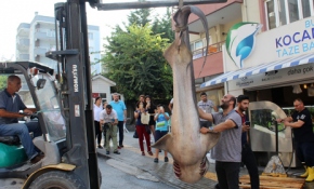 Marmara'dan 2 köpek balığı çıktı