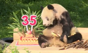 Şinşin'in 100'den fazla yavrusu ve torunu var