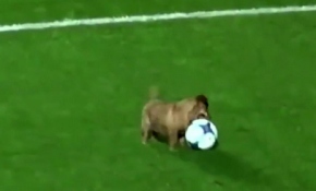 Davetsiz misafir sahada hünerlerini sergiledi