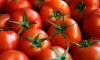 'Ruslar domates yasağının kalkmasını bizden fazla istiyor'
