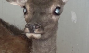 Geyik yavrusuna katarakt ameliyatı yapıldı