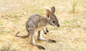 Yavru kanguru Pinky