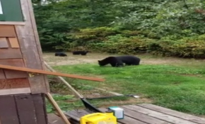 Ayılara kibarca gitmelerini söyledi